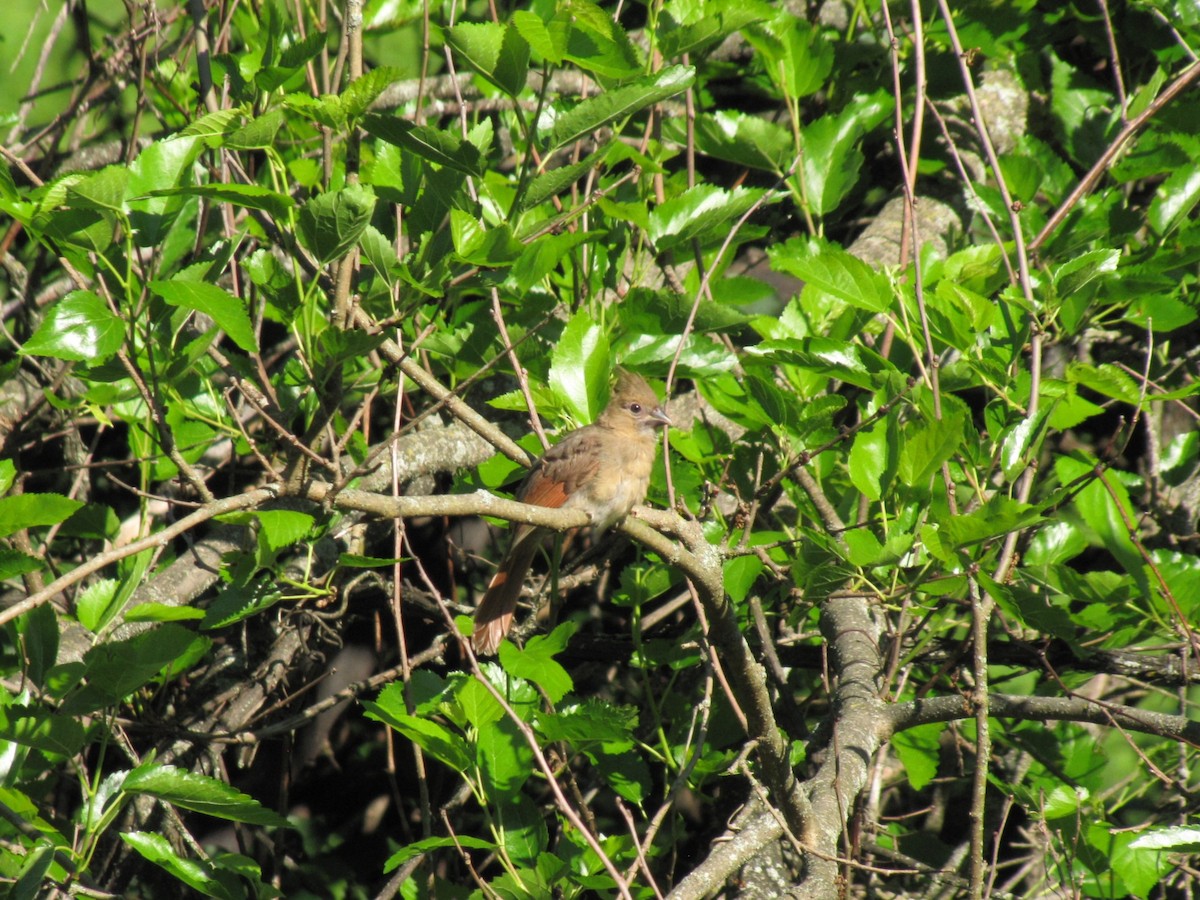 Northern Cardinal - ML659322791