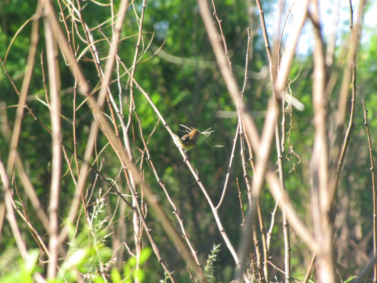 Indigo Bunting - ML659322821