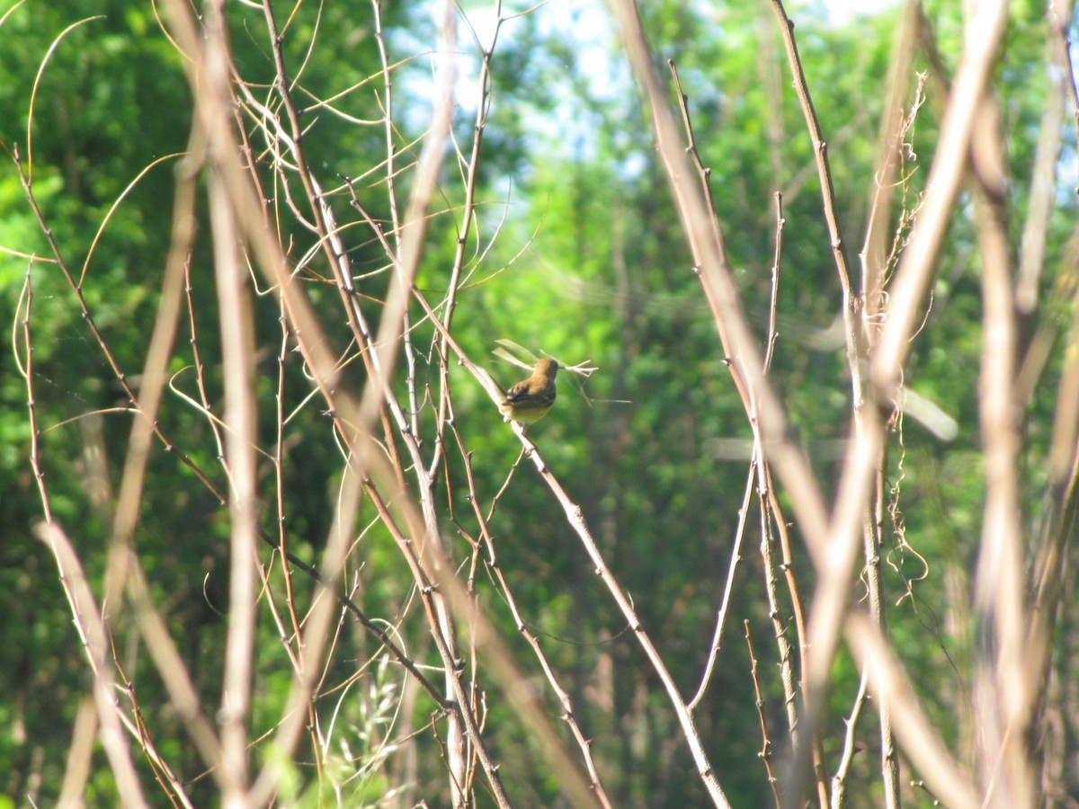 Indigo Bunting - ML659322822