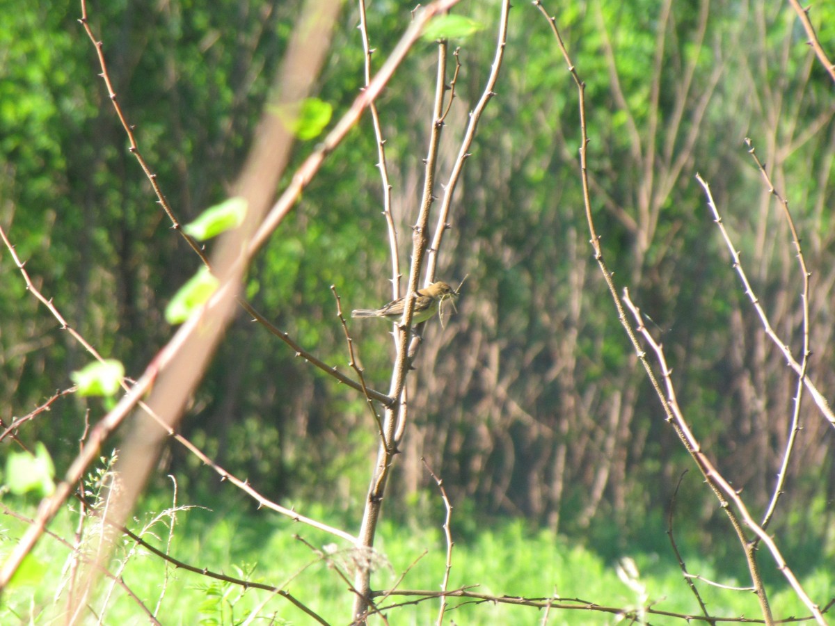 Indigo Bunting - ML659322823