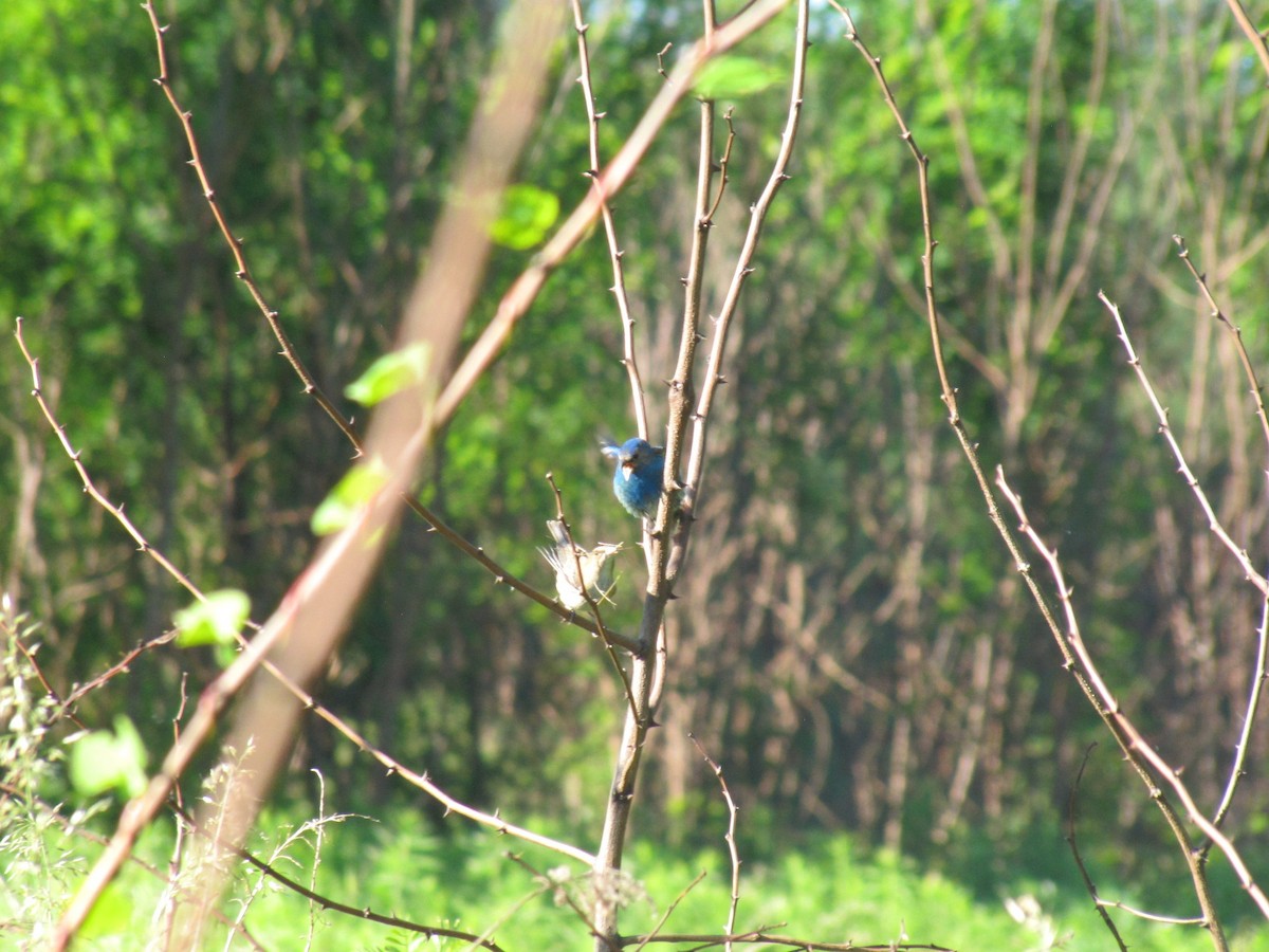Indigo Bunting - ML659322824