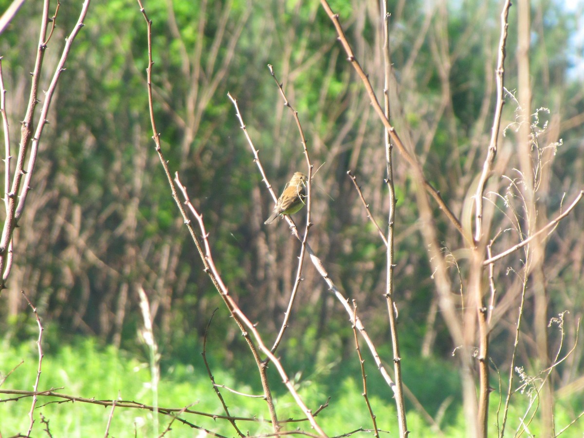 Indigo Bunting - ML659322825
