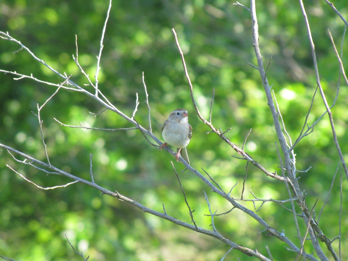 Field Sparrow - ML659322844