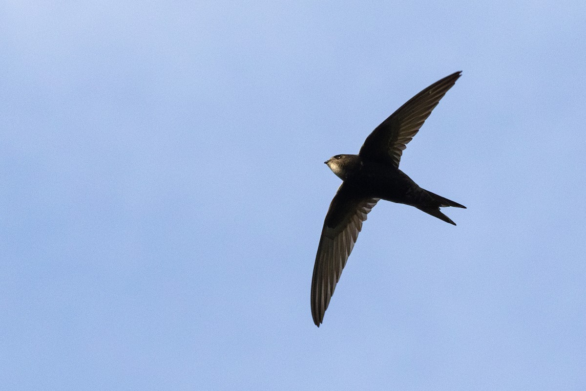 Common Swift - ML659323283