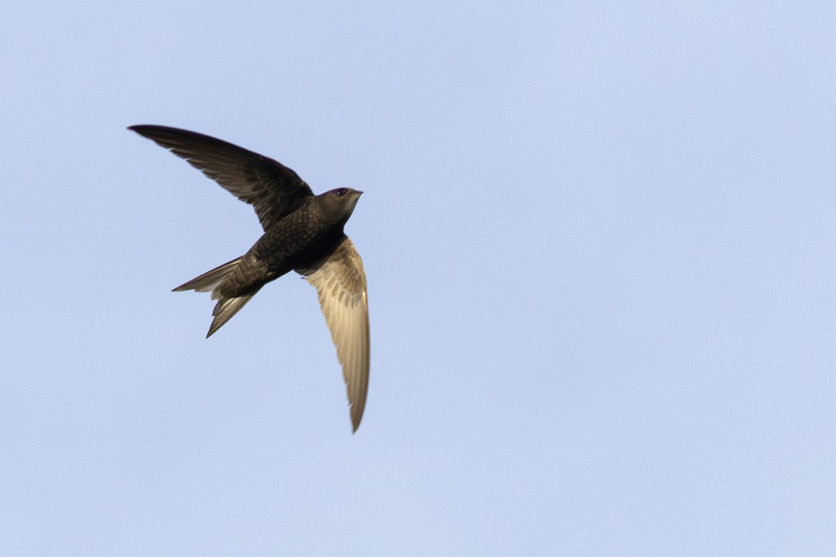 Common Swift - ML659323284