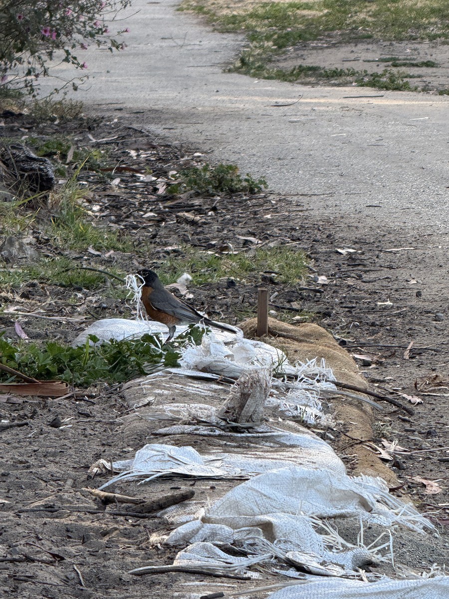 American Robin (migratorius Group) - ML659323419