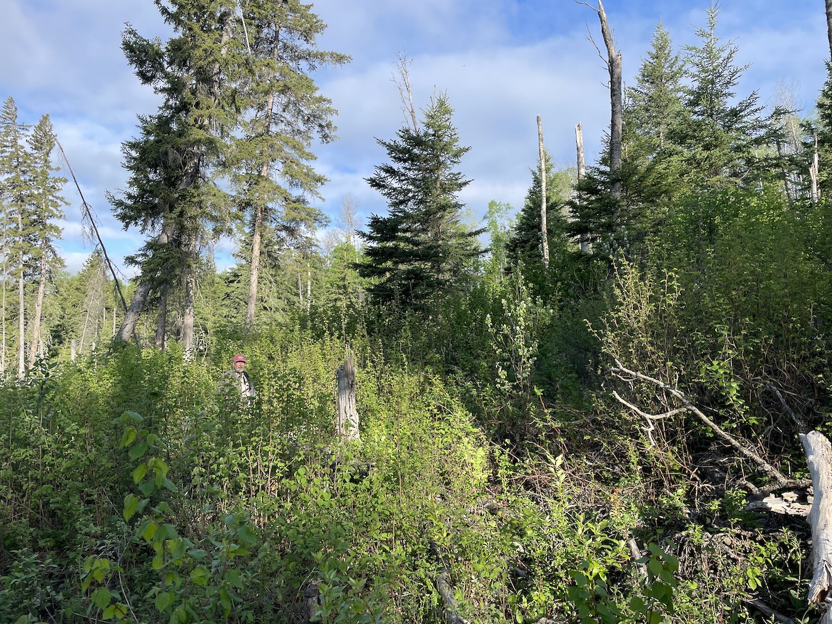 null - ML659323459