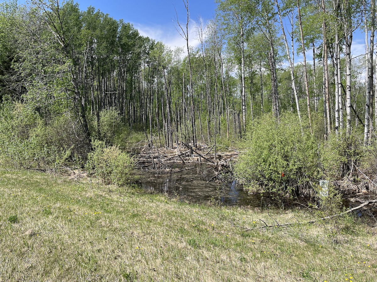null - ML659323748