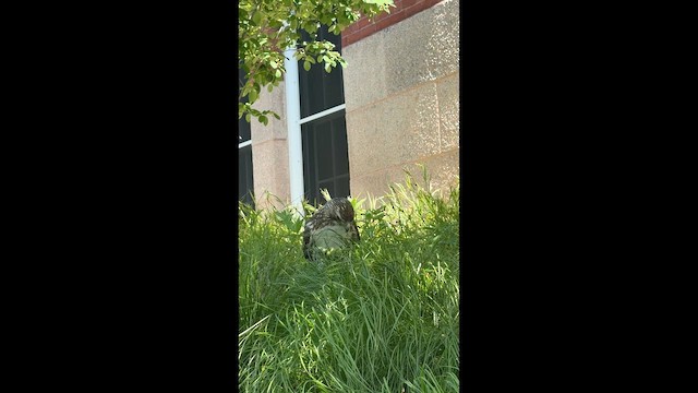 Red-tailed Hawk (borealis) - ML659324441