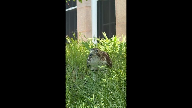 Red-tailed Hawk (borealis) - ML659324442