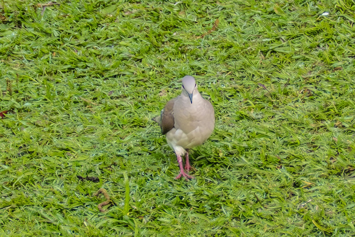 White-tipped Dove - ML659324591