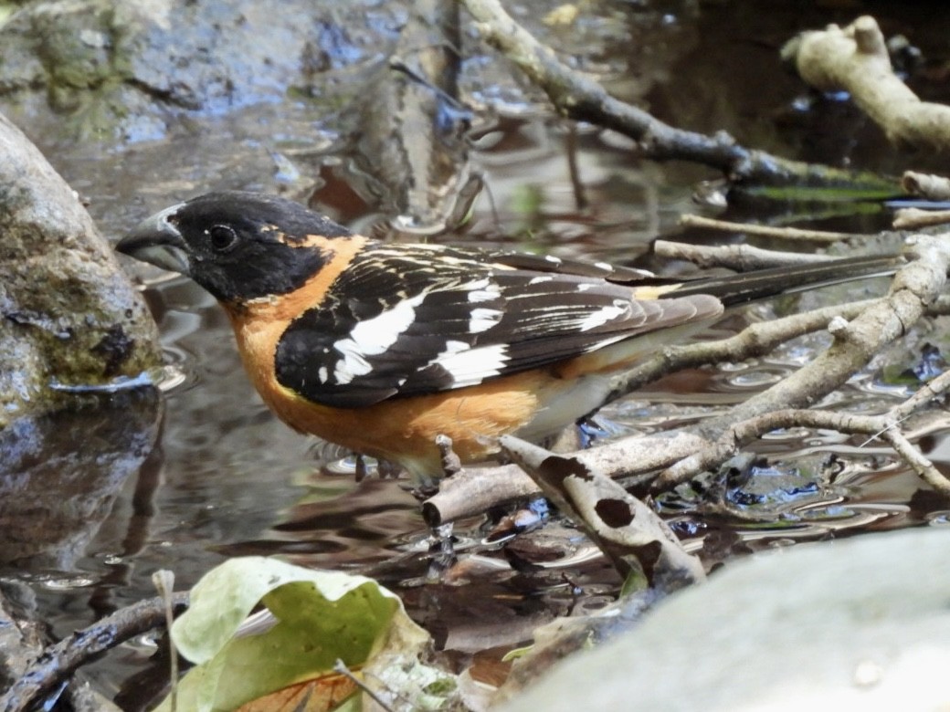 Cardinal à tête noire - ML659324640