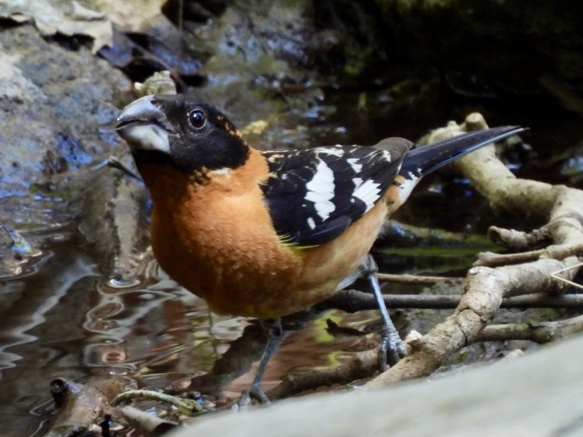 Cardinal à tête noire - ML659324641