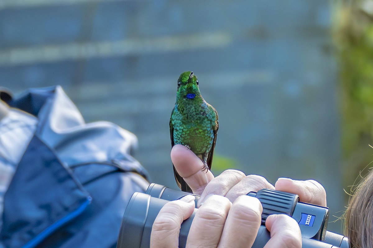 Green-crowned Brilliant - ML659324682