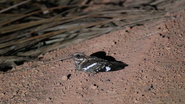 Schleppennachtschwalbe - ML659324711