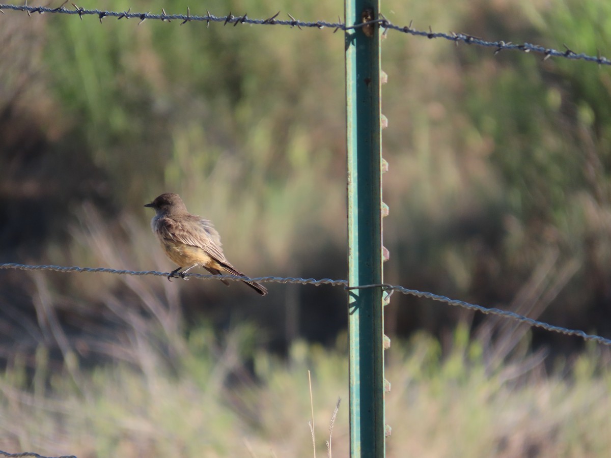 Say's Phoebe - ML659324929