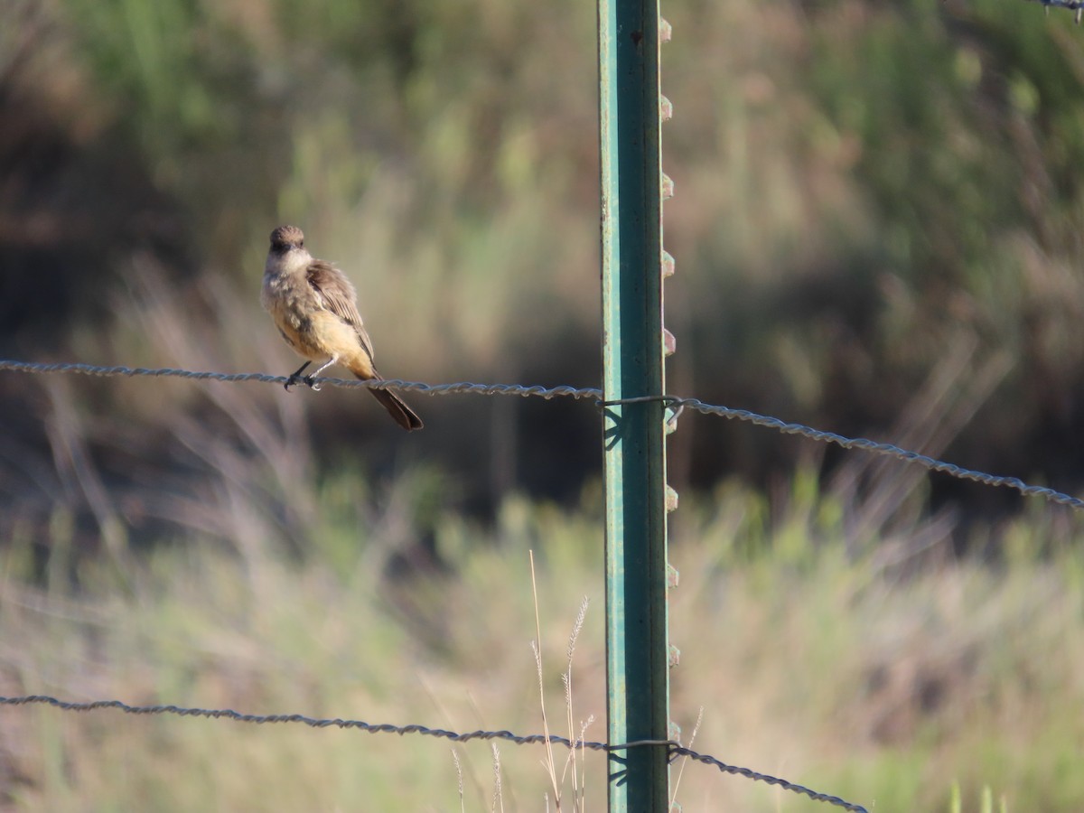 Say's Phoebe - ML659324930