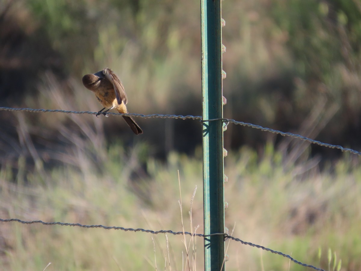 Say's Phoebe - ML659324931