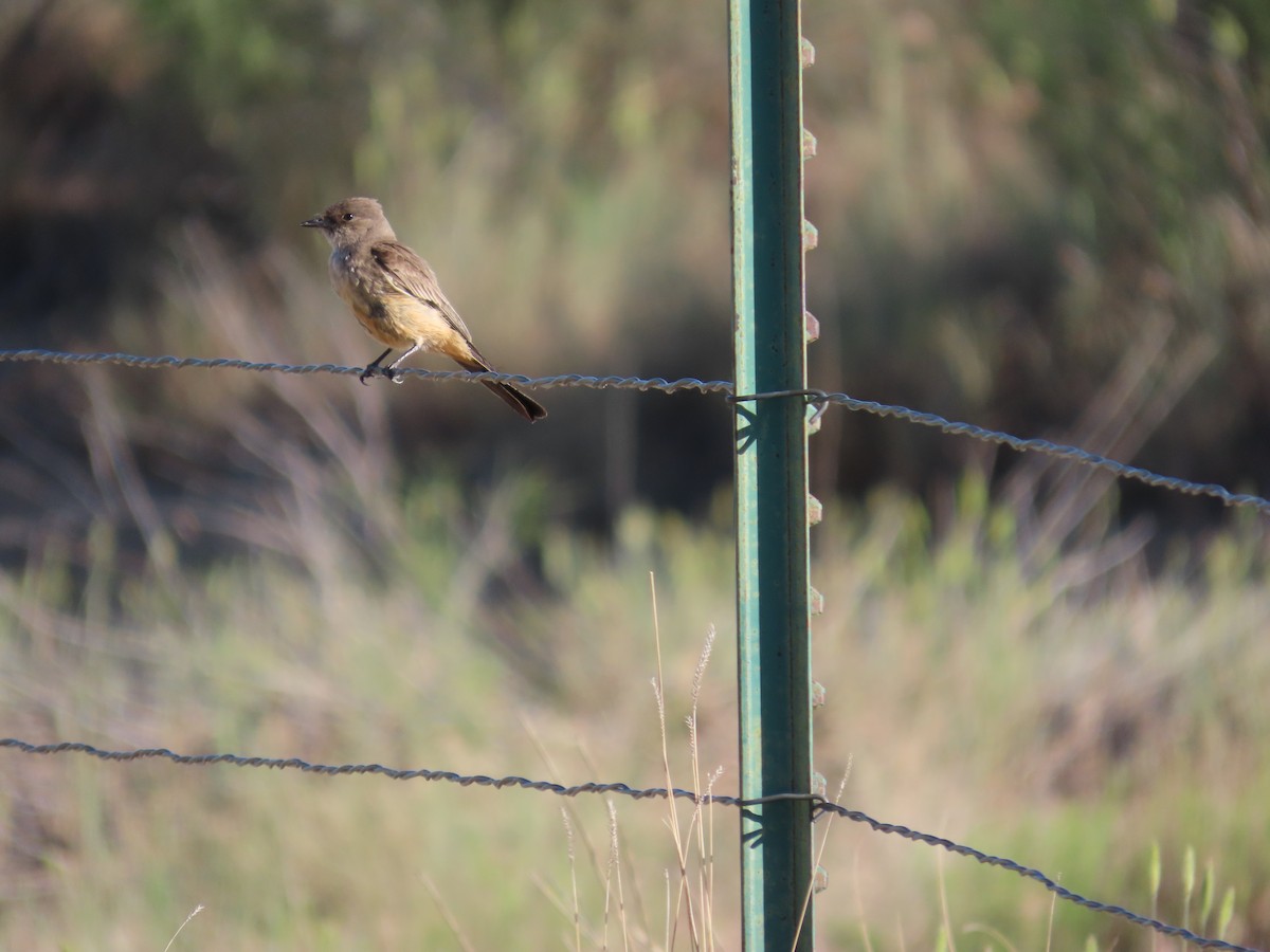 Say's Phoebe - ML659324932