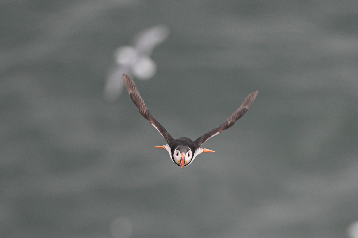 Atlantic Puffin - ML659325102