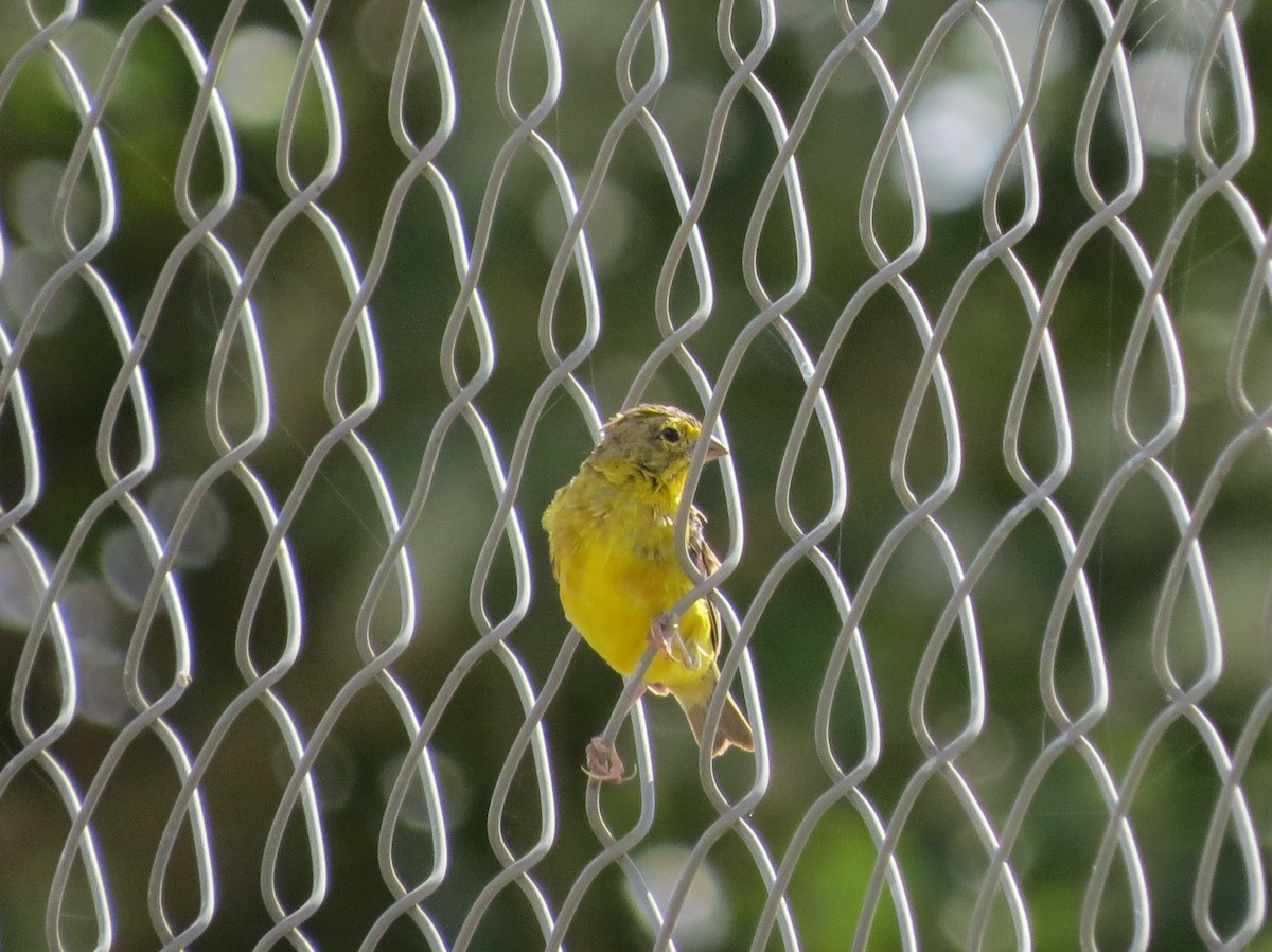 Grassland Yellow-Finch - Jessie Stuebner