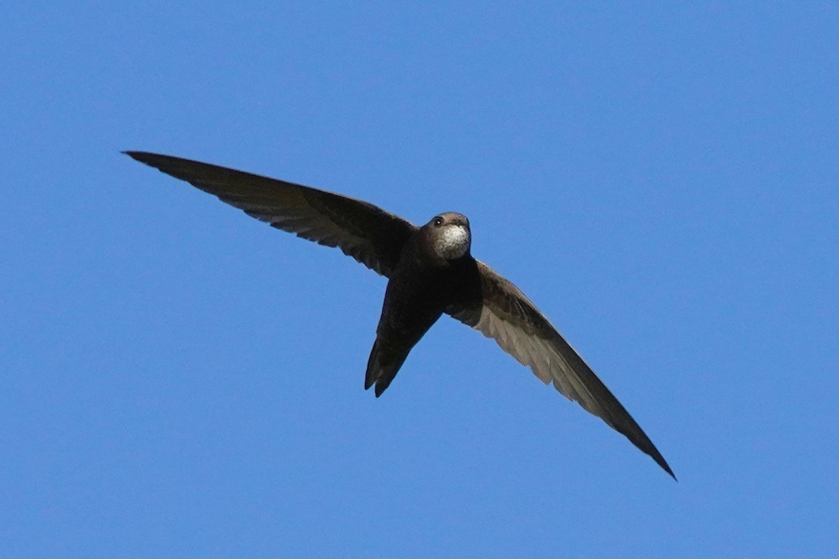 Common Swift - ML659325575