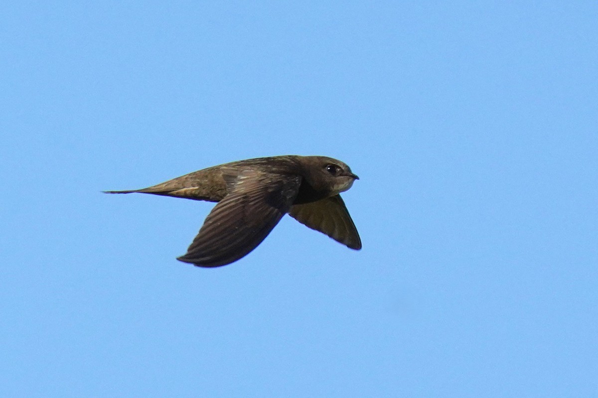 Common Swift - ML659325576