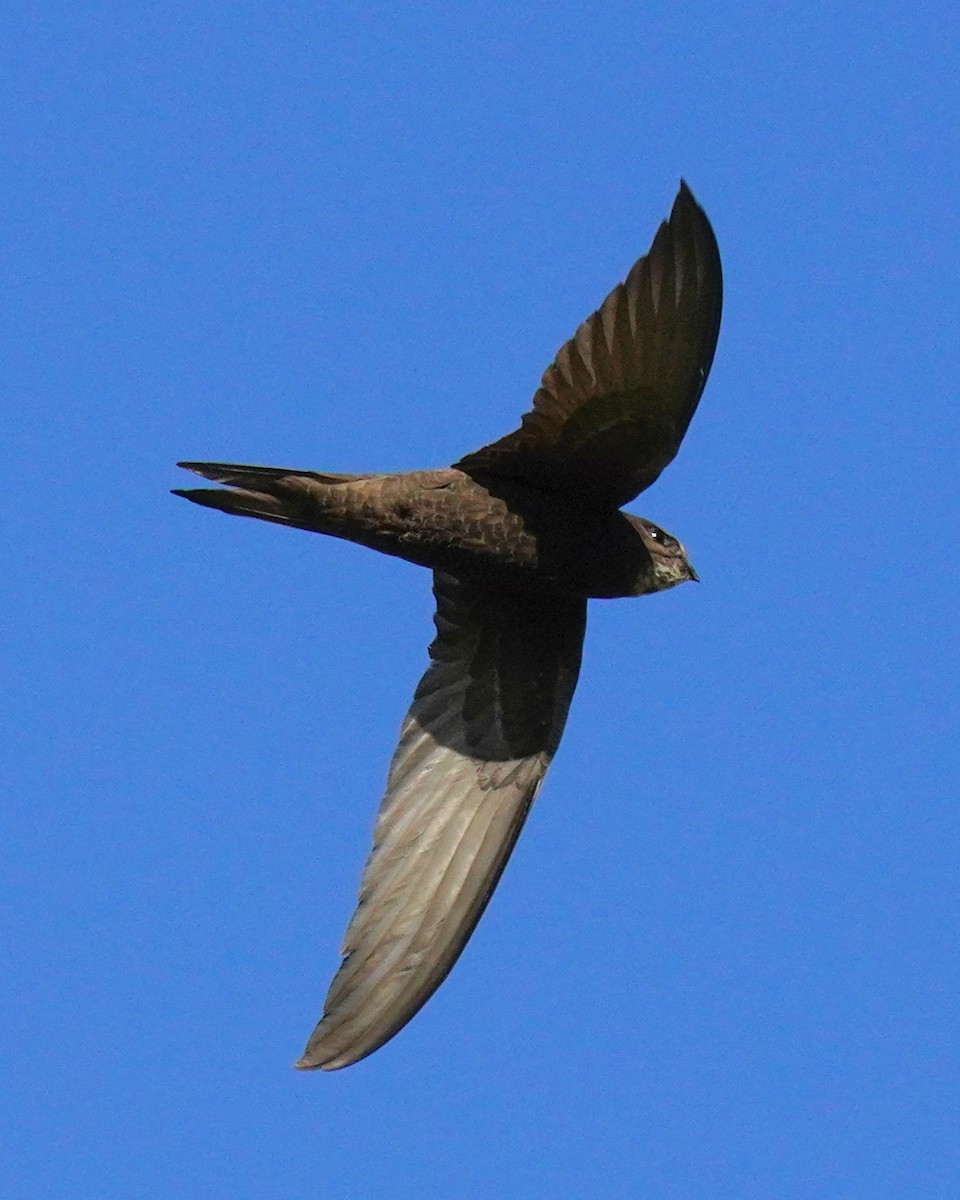 Common Swift - ML659325577