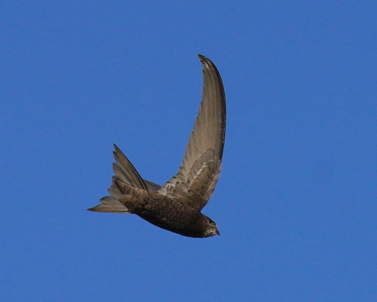 Common Swift - ML659325578