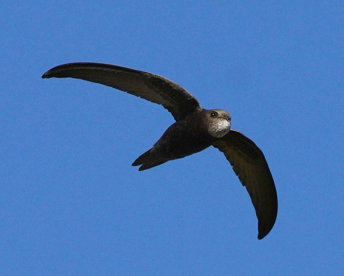 Common Swift - ML659325579