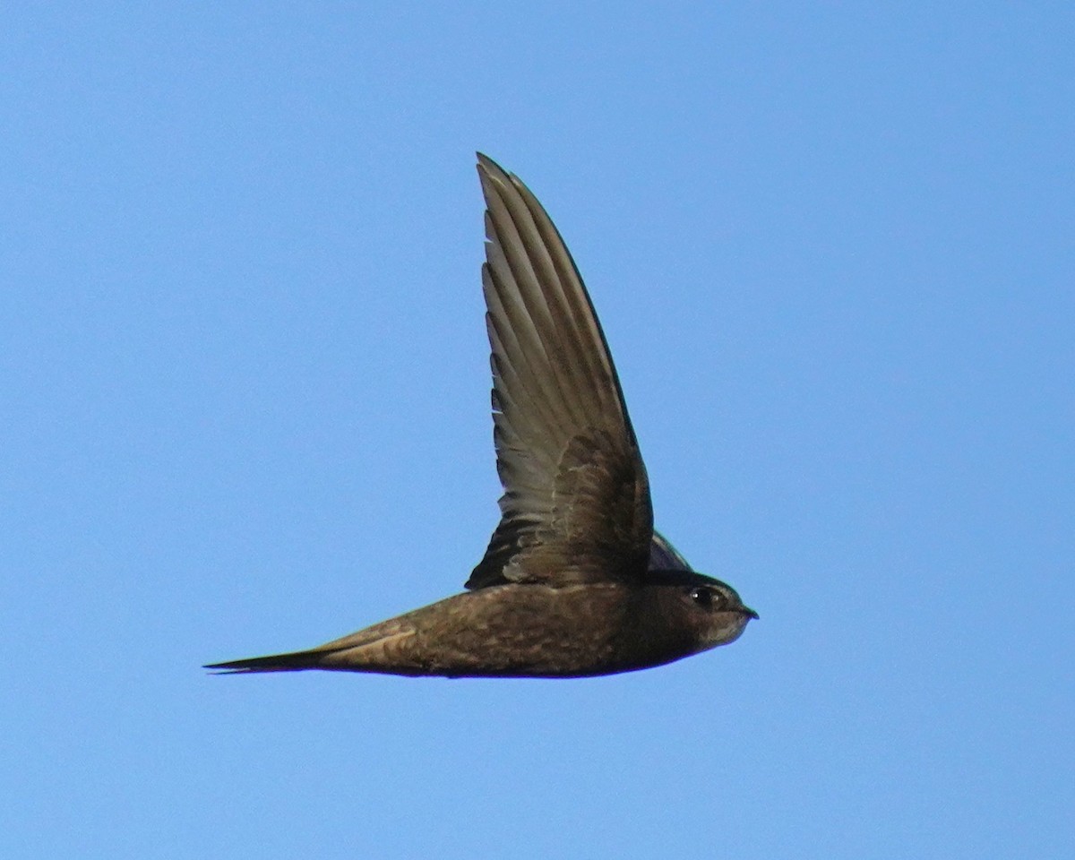 Common Swift - ML659325580