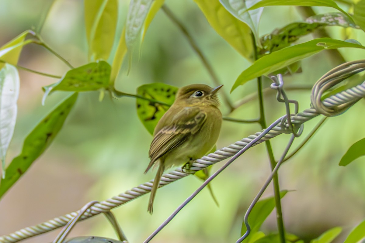 Yellowish Flycatcher - ML659325581