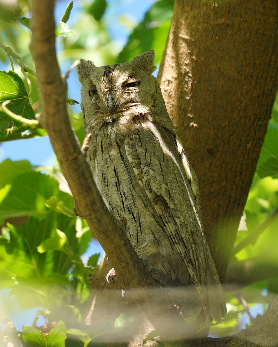 Pallid Scops-Owl - ML659325753