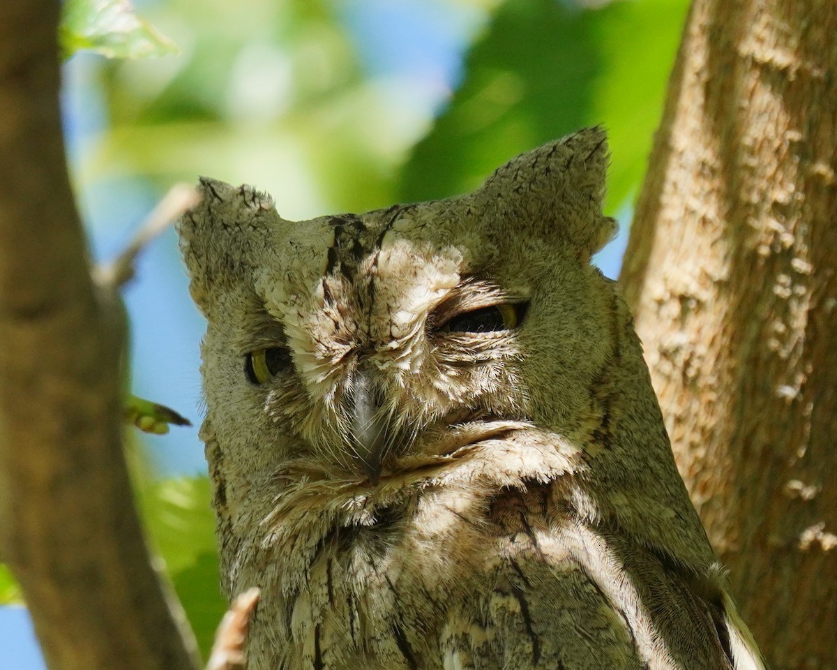 Pallid Scops-Owl - ML659325754