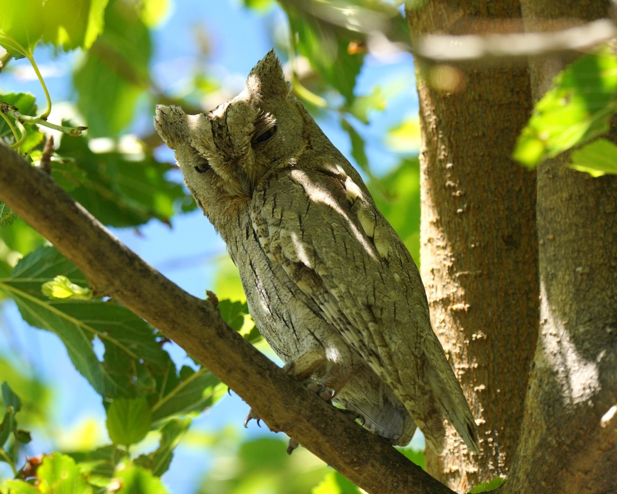 Pallid Scops-Owl - ML659325755