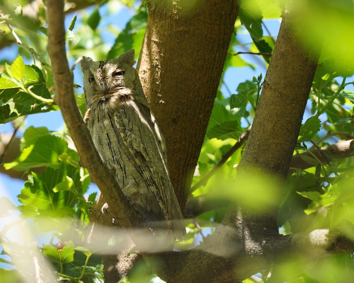 Pallid Scops-Owl - ML659325756