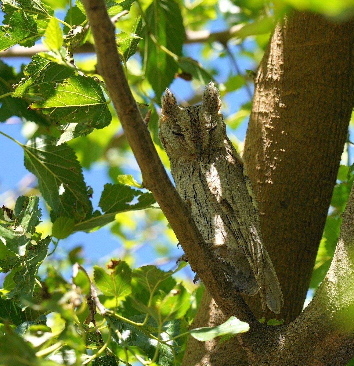 Pallid Scops-Owl - ML659325757