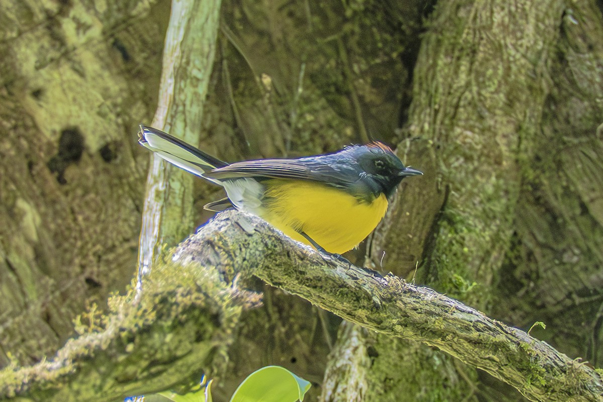 Slate-throated Redstart - ML659325790