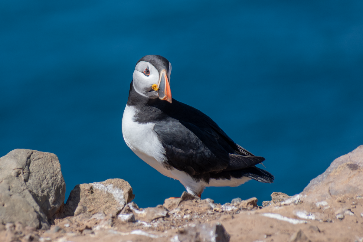 Atlantic Puffin - ML659325851