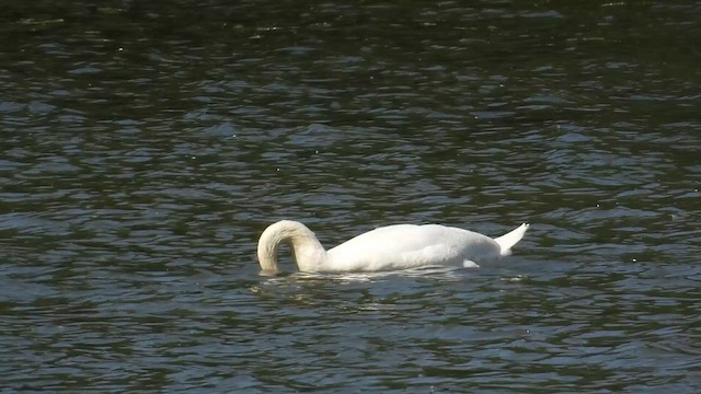 Höckerschwan - ML659326330