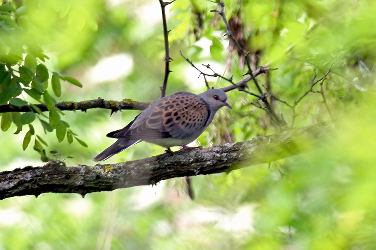 European Turtle-Dove - ML659326619