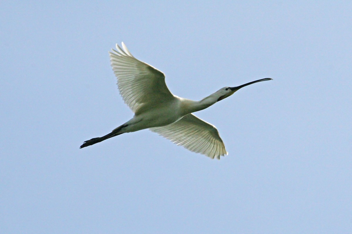 白琵鷺 - ML659326634
