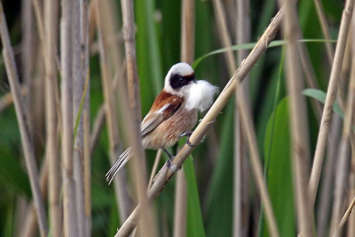 Eurasian Penduline-Tit - ML659326645