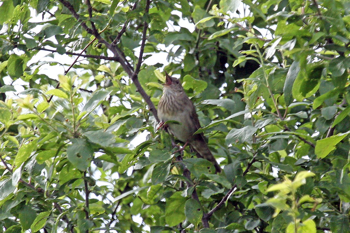 River Warbler - ML659326647