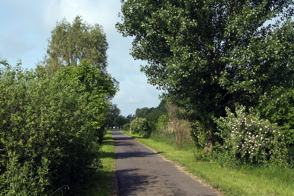 null - ML659326849