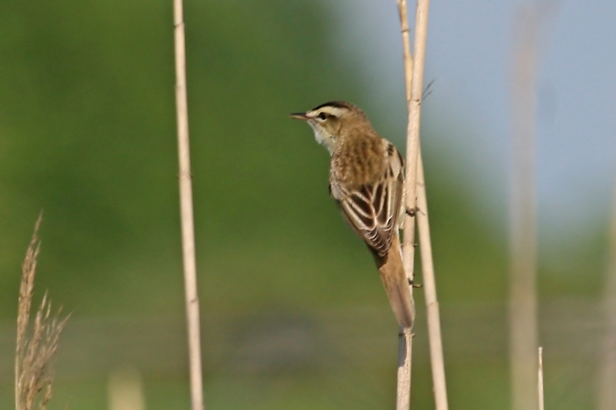 Sedge Warbler - ML659326857