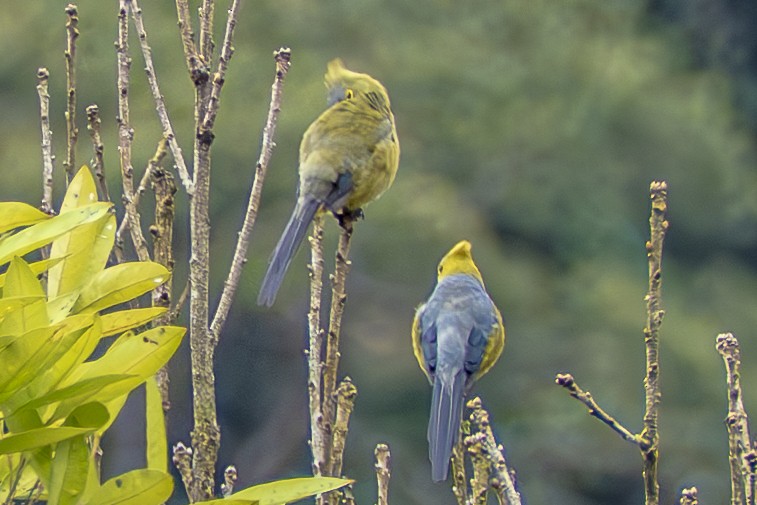 Long-tailed Silky-flycatcher - ML659326986