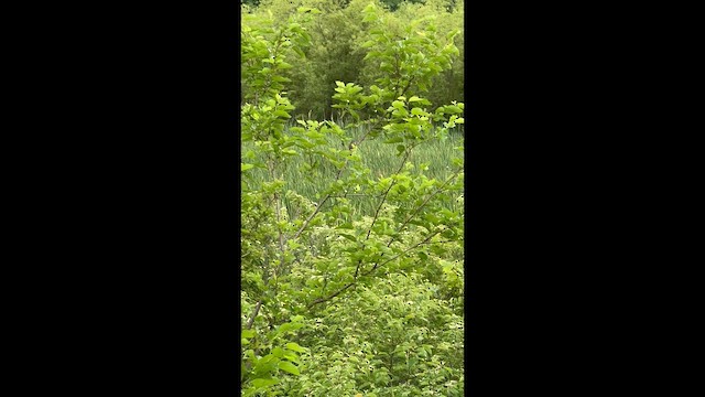 Braunaugenvireo - ML659327226