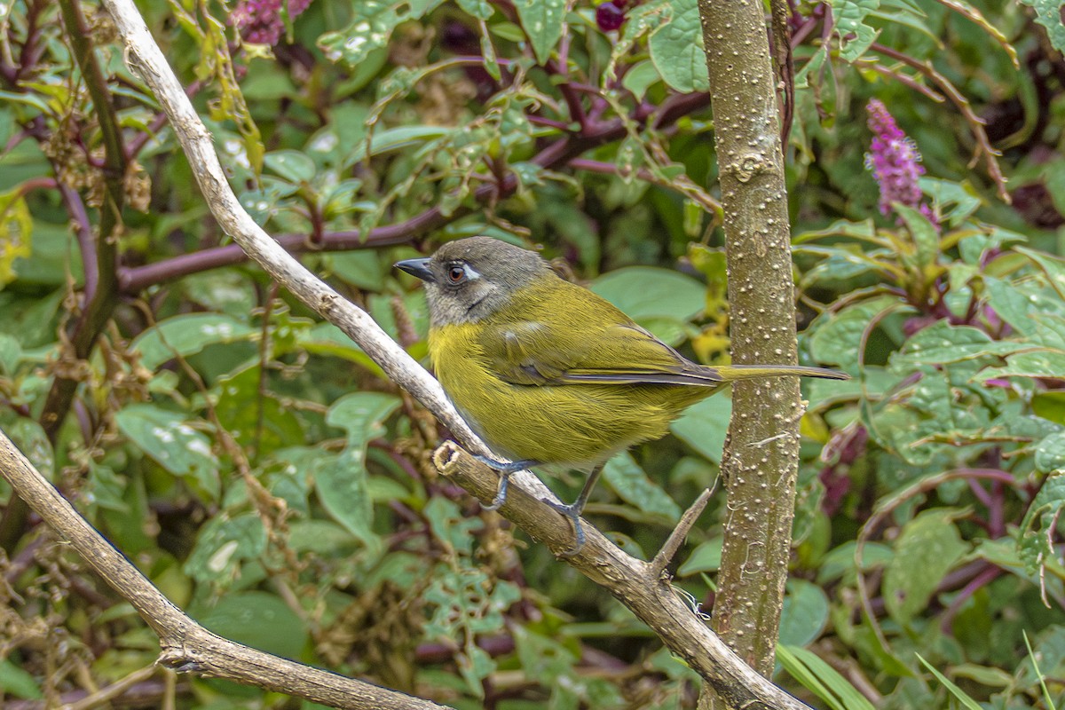 Common Chlorospingus - ML659327332