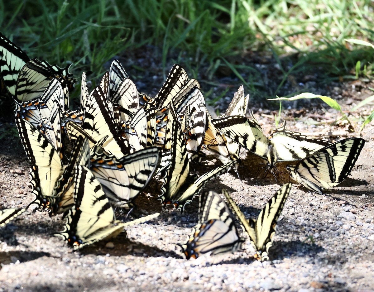 Canadian Tiger Swallowtail - ML659327502